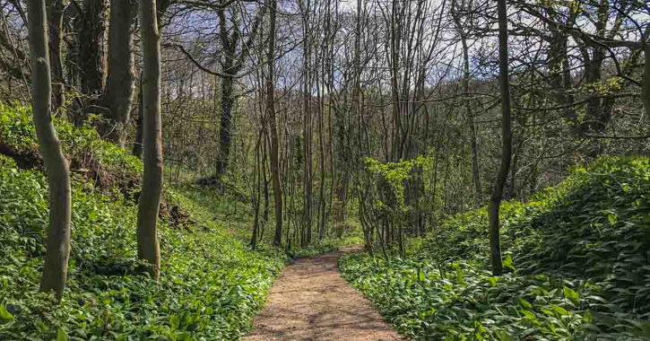 Hawthorn Dene, County Durham 